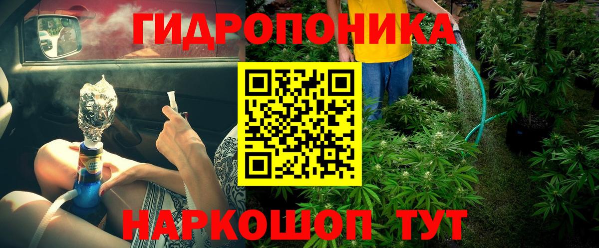 Каннабис гибрид Ачхой-Мартан
